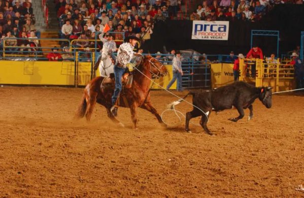 Encontrando o cavalo ideal no Arizona - Team Roping Brasil