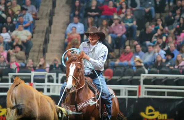 Nokota é uma raça de cavalo rara na América do Norte - Team Roping Brasil