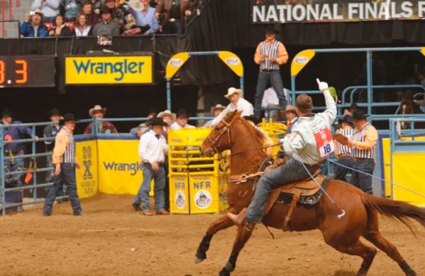 Nokota é uma raça de cavalo rara na América do Norte - Team Roping Brasil