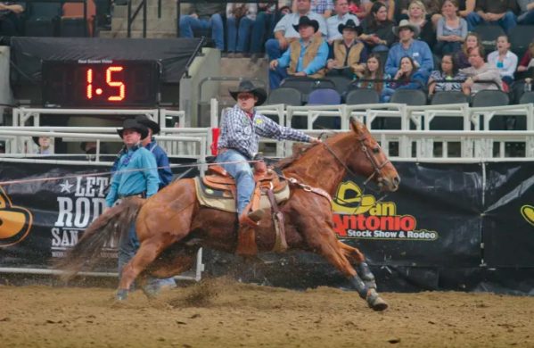 Nokota é uma raça de cavalo rara na América do Norte - Team Roping Brasil