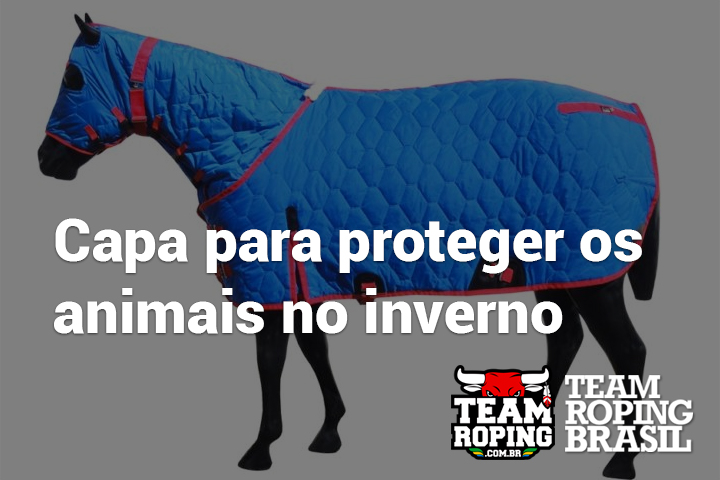 Capa para cavalo: as opções para proteger os animais neste inverno