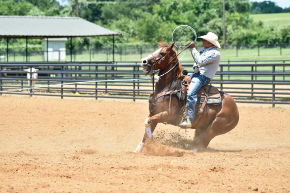 Encontrando o cavalo ideal no Arizona - Team Roping Brasil