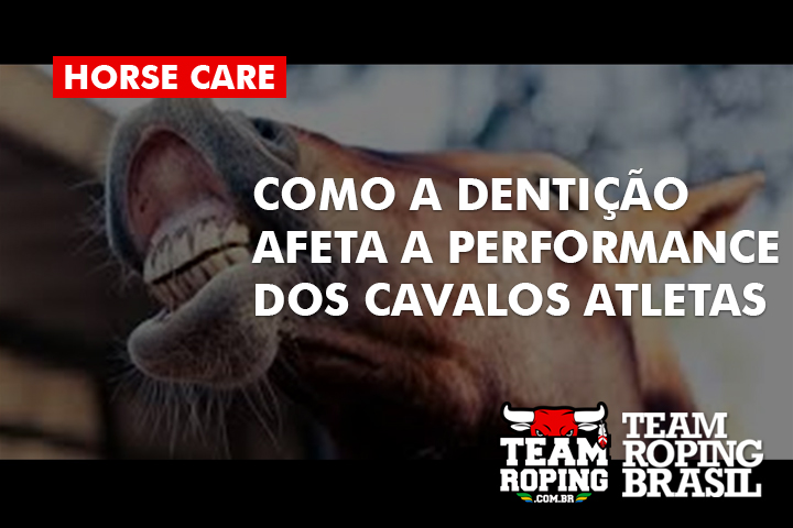 dentição cavalos