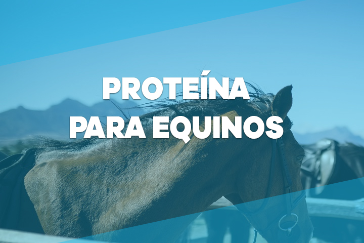 PROTEÍNA PARA EQUINOS