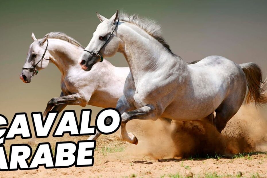 Cavalo Árabe: A Raça Mais Antiga e Fascinante do Mundo