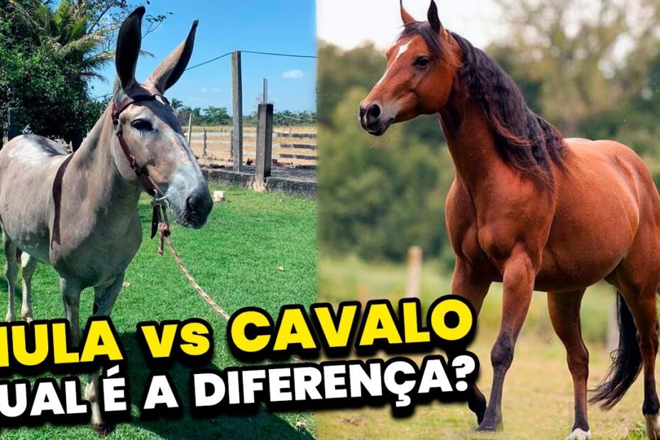 Mula vs Cavalo: Qual a Diferença? Entenda as Características e Vantagens de Cada Um.