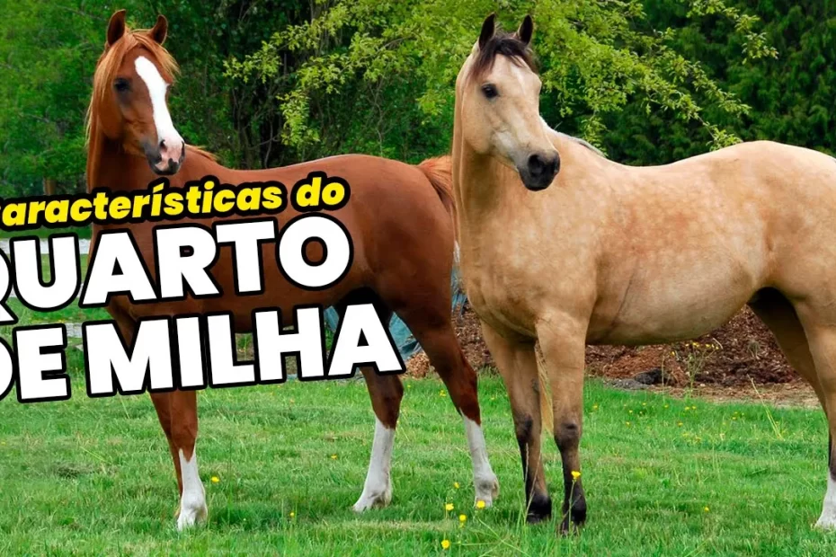 5 Características do Cavalo Quarto de Milha