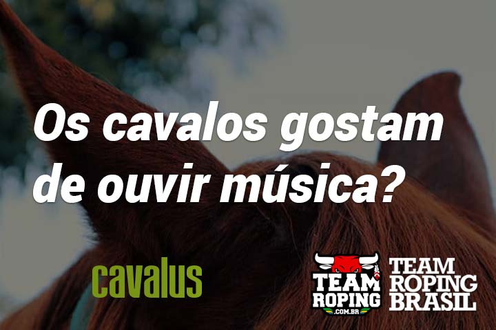 cavalo