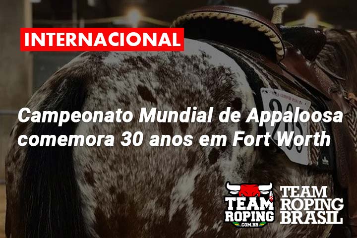 Quer um Appaloosa? Saiba um pouco sobre essa raça de cavalo então