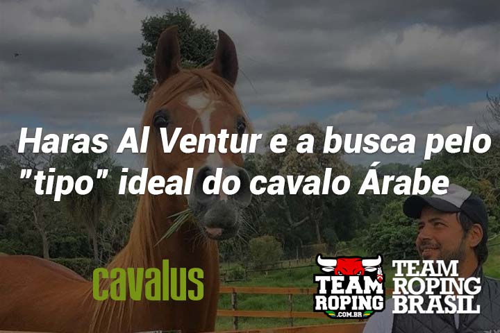 cavalo Árabe