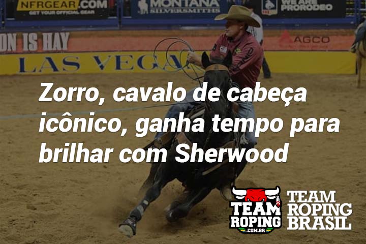 zorro cavalo de cabeça