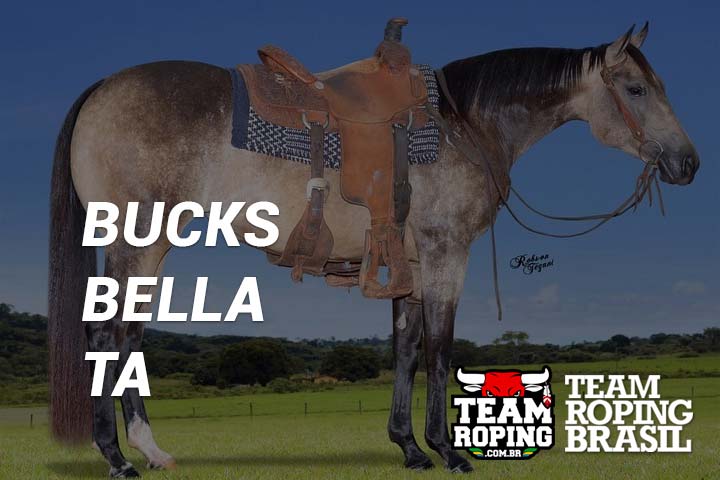 Bucks Bella TA