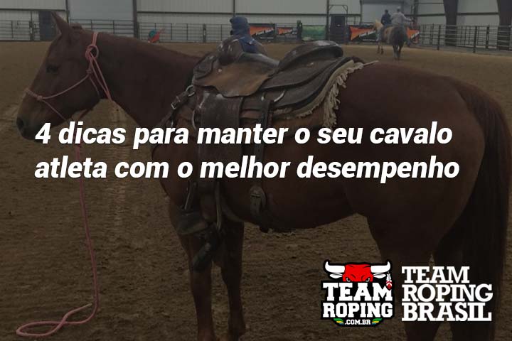 Viagens longas e rotina de atleta: como é a preparação dos cavalos