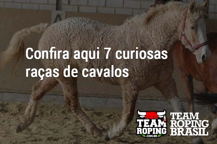 Nokota é uma raça de cavalo rara na América do Norte - Team Roping Brasil