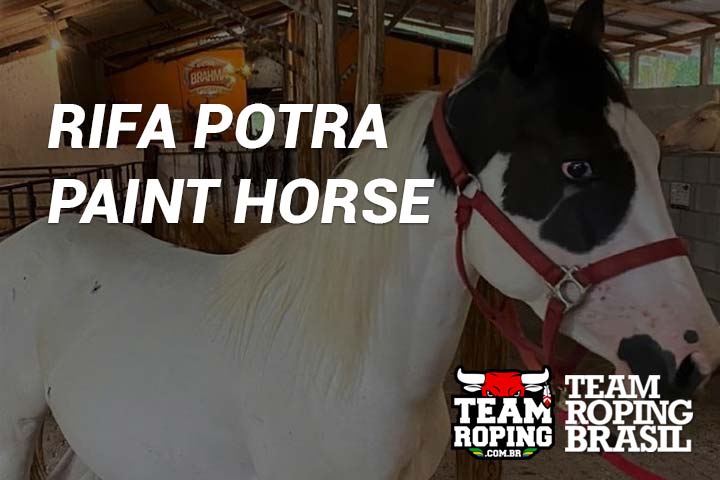 rifa potra pain horse