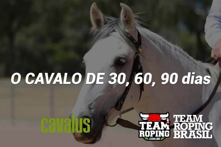 cavalo