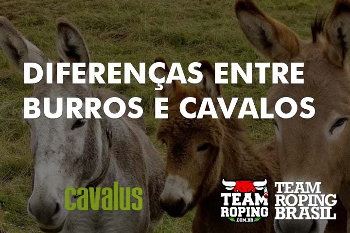 burros e cavalos