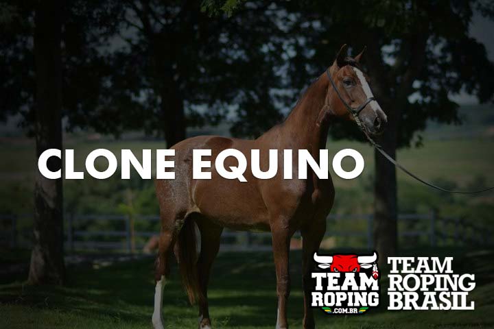 CLONE EQUINO