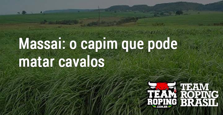 Massai: o capim que pode matar cavalos - Team Roping Brasil