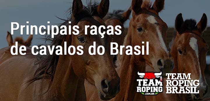 Cavalo: características, raças, importância - Brasil Escola