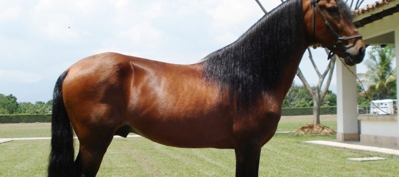 Cavalo: características, raças, importância - Brasil Escola