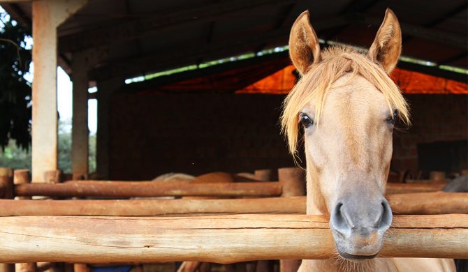 Carrapatos podem trazer danos à saúde de cavalos e potros e